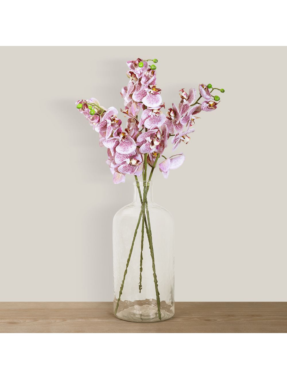 Phalaenopsis